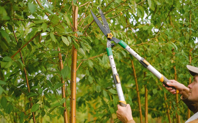 Tree trimming in Tenakee Springs, AK